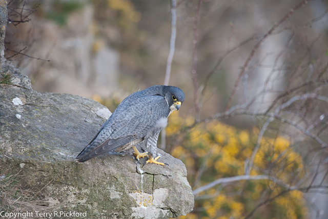 Adult male Peregrine Falcon