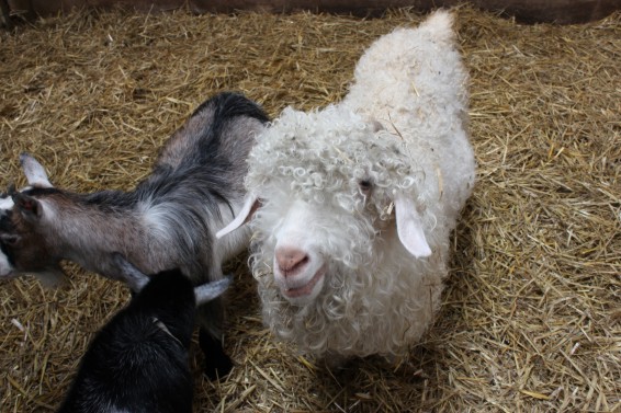Angora Goats